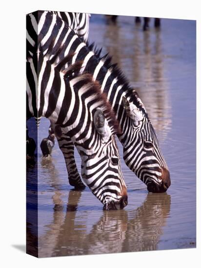 Zebras at the Water Hole, Tanzania-David Northcott-Premier Image Canvas