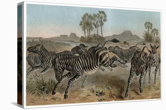 Zebras by Alfred Edmund Brehm-Stefano Bianchetti-Premier Image Canvas