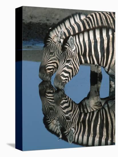 Zebras Drinking at Water Hole-Martin Harvey-Premier Image Canvas