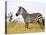 Zebras Herding in The Fields, Maasai Mara, Kenya-Joe Restuccia III-Premier Image Canvas