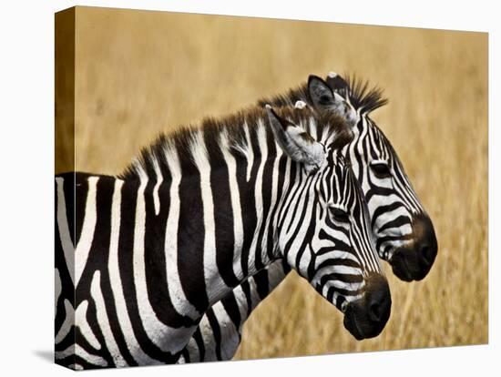 Zebras Herding in The Fields, Maasai Mara, Kenya-Joe Restuccia III-Premier Image Canvas