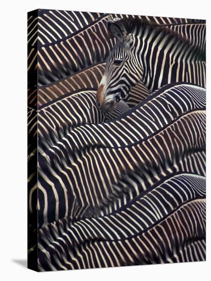 Zebras in Samburu National reserve, Kenya-DLI Agency-Stretched Canvas
