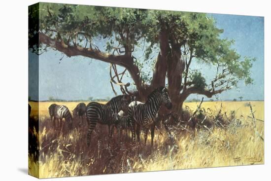 Zebras in the Steppe-Wilhelm Kuhnert-Premier Image Canvas