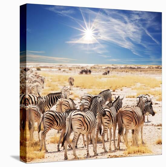 Zebras on Waterhole-Andrushko Galyna-Premier Image Canvas