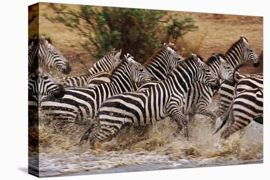 Zebras Running-John Conrad-Premier Image Canvas