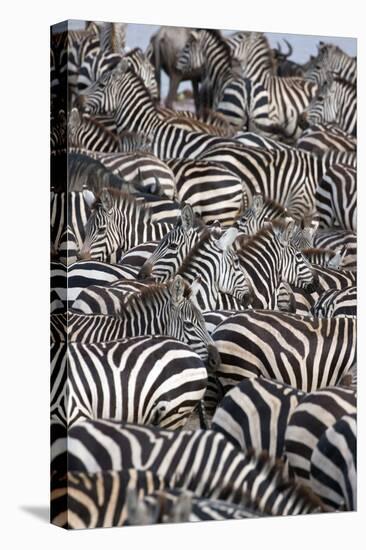 Zebras, Serengeti National Park, Tanzania, East Africa, Africa-null-Premier Image Canvas