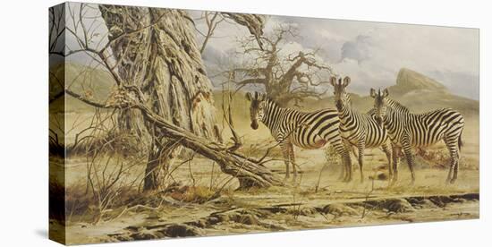 Zebras-Craig Bone-Stretched Canvas