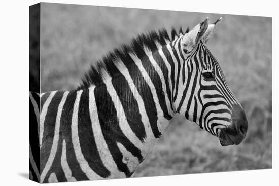 Zebras-meunierd-Premier Image Canvas