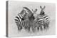 Zebras-Kirill Trubitsyn-Premier Image Canvas