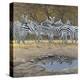 Zebras-Harro Maass-Premier Image Canvas