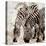 Zebras-Kimberly Allen-Stretched Canvas