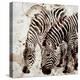 Zebras-Kimberly Allen-Stretched Canvas