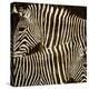Zebras-Darren Davison-Stretched Canvas
