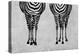 Zebras-Martina Pavlova-Stretched Canvas