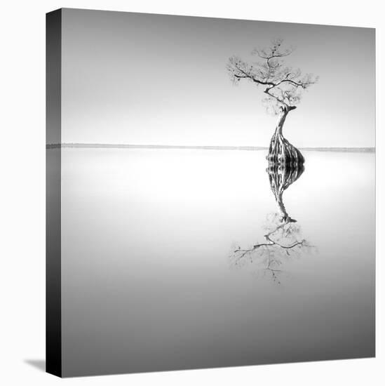 Zen Tree-Moises Levy-Premier Image Canvas