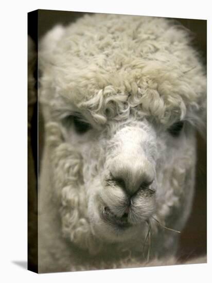 Zephyr Moon, a 2-Year-Old Alpaca, at the Vermont Farm Show in Barre, Vermont, January 23, 2007-Toby Talbot-Premier Image Canvas