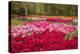 Zig Zag pattern of tulips, Keukenhof Gardens, Lisse, Netherlands-Adam Jones-Premier Image Canvas