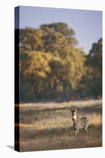 Zimbabwe, View of Burchells Zebra Linkwasha in Hwange National Park-Stuart Westmorland-Premier Image Canvas