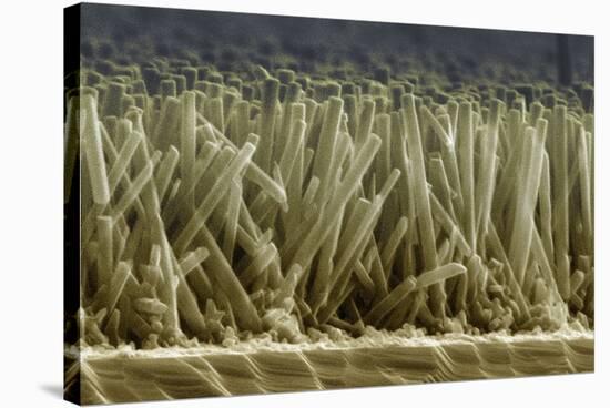 Zinc Oxide Nanowires, SEM-Peidong Yang-Premier Image Canvas