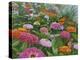 Zinnia Bouquet-Fred Szatkowski-Stretched Canvas