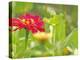 Zinnia, Seattle, Washington, USA-Terry Eggers-Premier Image Canvas