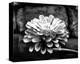 Zinnia-Harold Silverman-Stretched Canvas