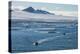 Zodiac with tourists cruising through the icebergs, Brown Bluff, Tabarin Peninsula, Antarctica, Pol-Michael Runkel-Premier Image Canvas