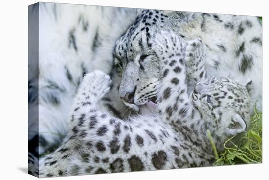 Zoo, Snow Leopards, Unica Unica, Dam, Young, Guards, Series, Wildlife, Animals, Wild Animals-Ronald Wittek-Premier Image Canvas