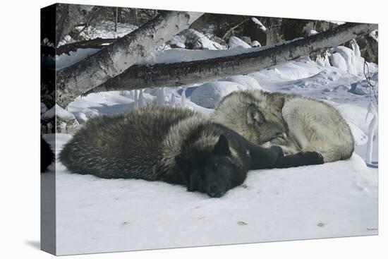 Zoo Wolf 02-Gordon Semmens-Premier Image Canvas