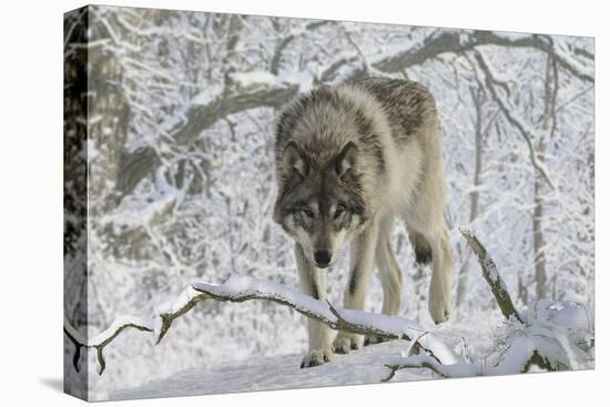 Zoo Wolf 03-Gordon Semmens-Premier Image Canvas