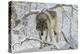 Zoo Wolf 03-Gordon Semmens-Premier Image Canvas