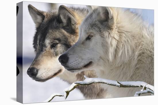 Zoo Wolf 05-Gordon Semmens-Premier Image Canvas