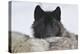 Zoo Wolf 08-Gordon Semmens-Premier Image Canvas