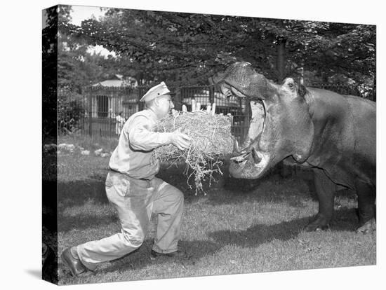 Zookeeper Giving Hippo Bundle of Hay-null-Premier Image Canvas