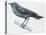 Zoology: Birds, Blue Rock-Thrush (Monticola Solitarius)-null-Premier Image Canvas