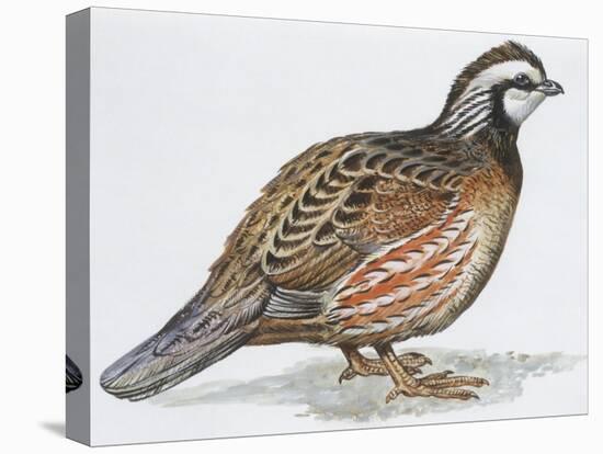 Zoology: Birds, Bobwhite Quail (Colinus Virginianus)-null-Premier Image Canvas