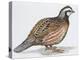 Zoology: Birds, Bobwhite Quail (Colinus Virginianus)-null-Premier Image Canvas