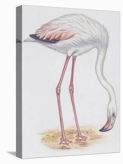 Zoology: Birds, Greater Flamingo-null-Premier Image Canvas