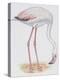 Zoology: Birds, Greater Flamingo-null-Premier Image Canvas