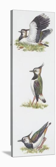 Zoology: Birds, Northern Lapwing (Vanellus Vanellus)-null-Premier Image Canvas