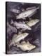 Zoology: Fishes: Gadidae Family, Different Species-null-Premier Image Canvas