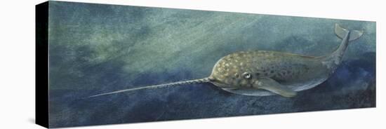 Zoology: Fishes: Mammalia, Cetacea, Narwhal (Monodon Monoceros)-null-Premier Image Canvas
