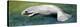 Zoology: Fishes: Mammalia, Sirenia, Manatee (Trichechus Sp.)-null-Premier Image Canvas