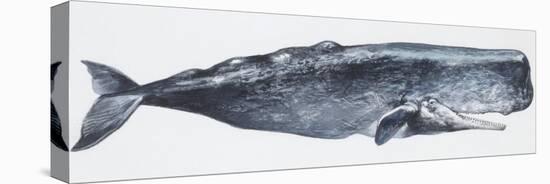 Zoology: Mammals: Sperm Whale (Physeter Catodon)-null-Premier Image Canvas