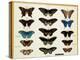 Zoology: Plate of Butterflies Painted on Glass by John James Audubon (1780-1851) 19Th Century Colle-John James Audubon-Premier Image Canvas
