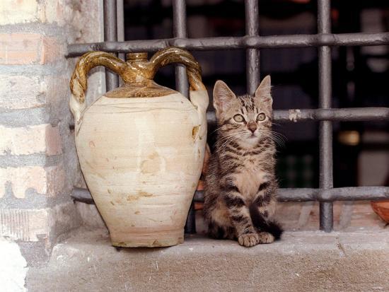 Photographic Print, , large