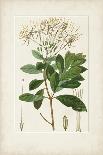 Antique Turpin Botanical II-0 Turpin-Art Print