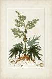 Antique Turpin Botanical III-0 Turpin-Framed Stretched Canvas