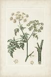 Antique Turpin Botanical II-0 Turpin-Art Print