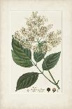 Antique Turpin Botanical III-0 Turpin-Framed Art Print